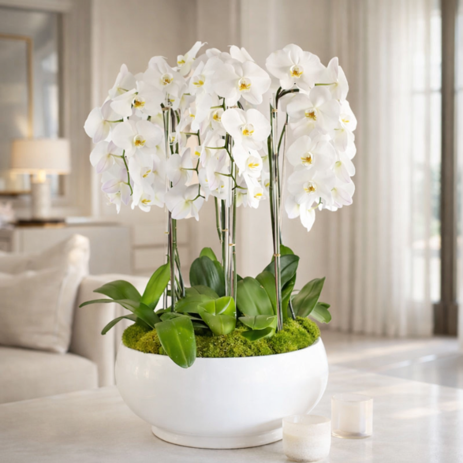 Catarata de Orquídea Vivas